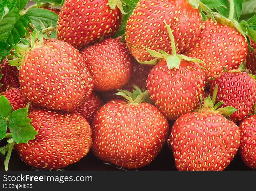 Fresh Red Strawberries