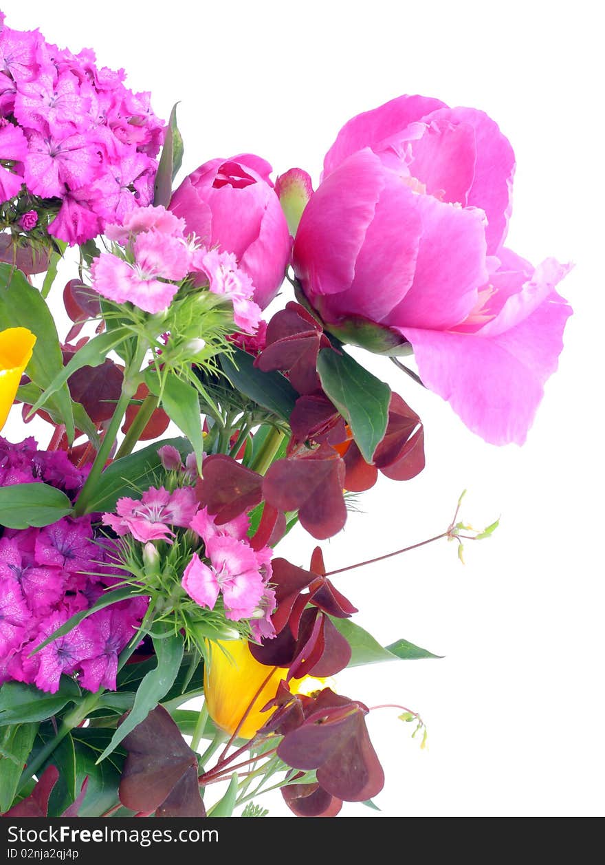 Pink and orange June flowers isolated on white postcard. Pink and orange June flowers isolated on white postcard