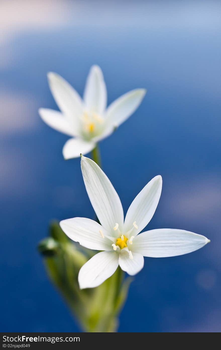 Ornithogalum