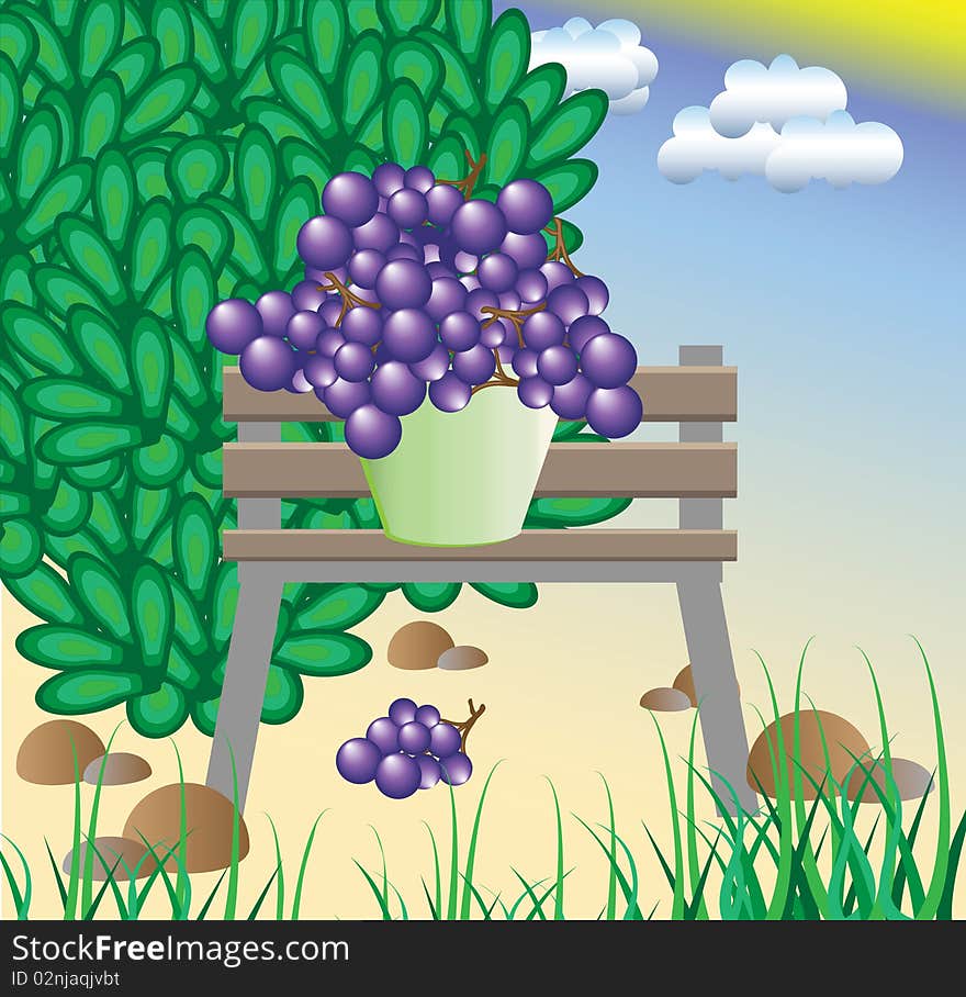 The collected grapes cost on a bench. Vector illustration.