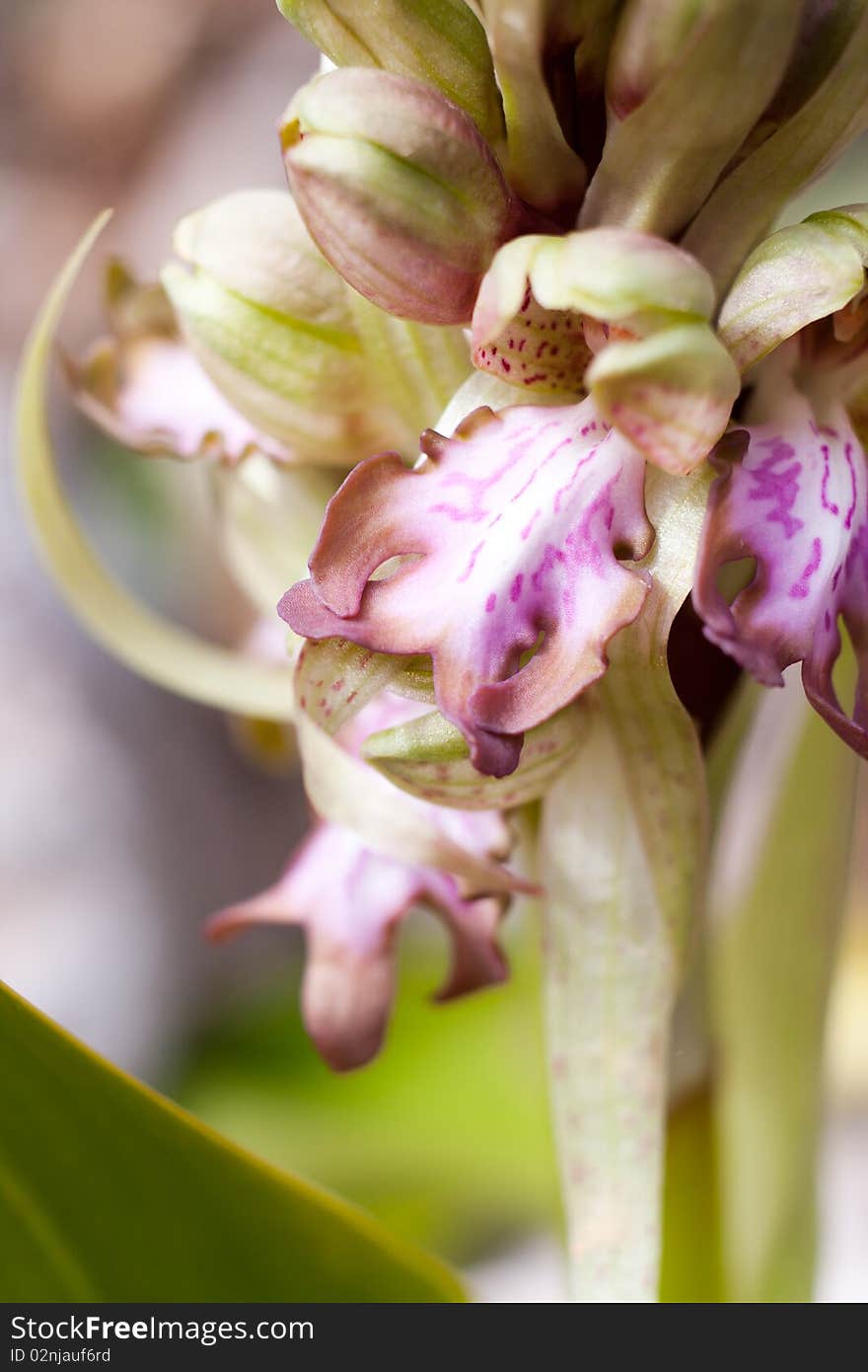 Macro details of a Giant Orchid ( himantoglossum robertianum) in spring.