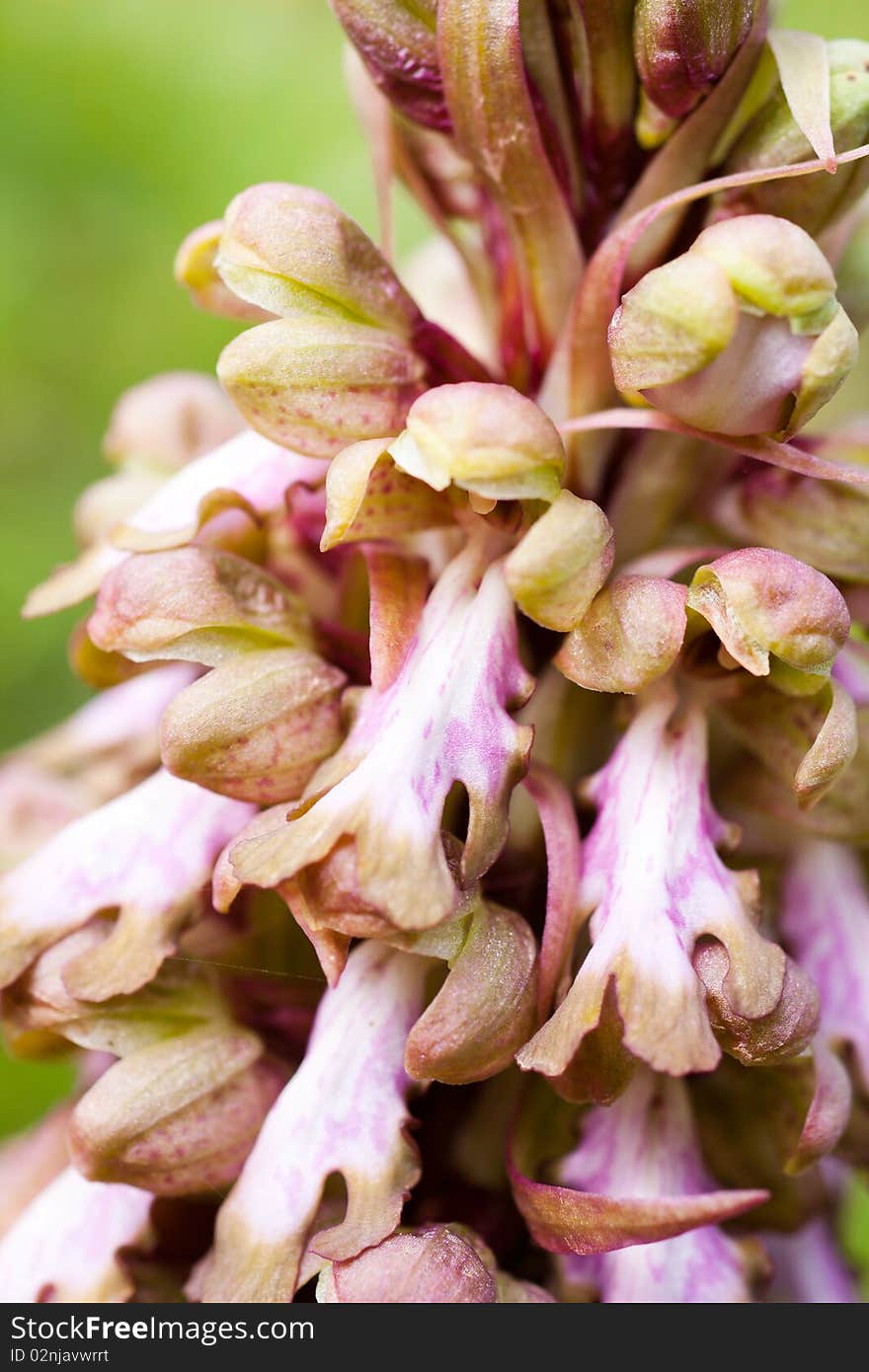 Macro details of a Giant Orchid ( himantoglossum robertianum) in spring.