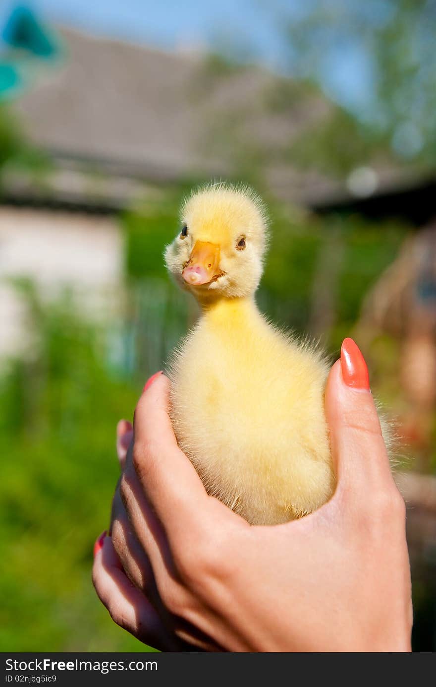 One small chick in woman's hand. Outdoor shot