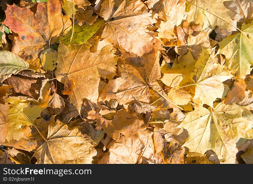 Background of yellow maple leaves in the autumn. Background of yellow maple leaves in the autumn