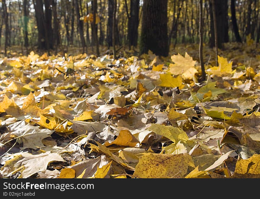 Yellow leaves in an autumn park on a sunny evening