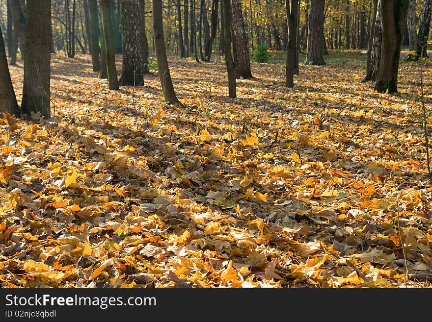 Trees in an autumn park on a sunny evening