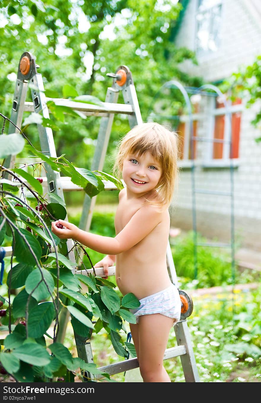 Little Girl Picking Cherries