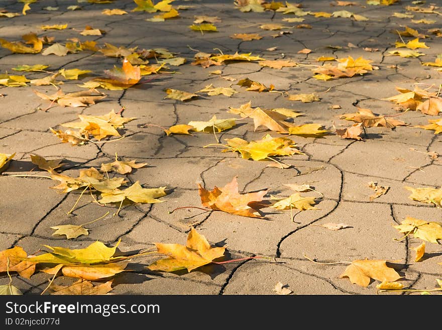 Yellow leaves on asphalt