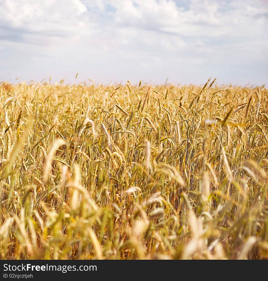 Ripe wheat against blue sky