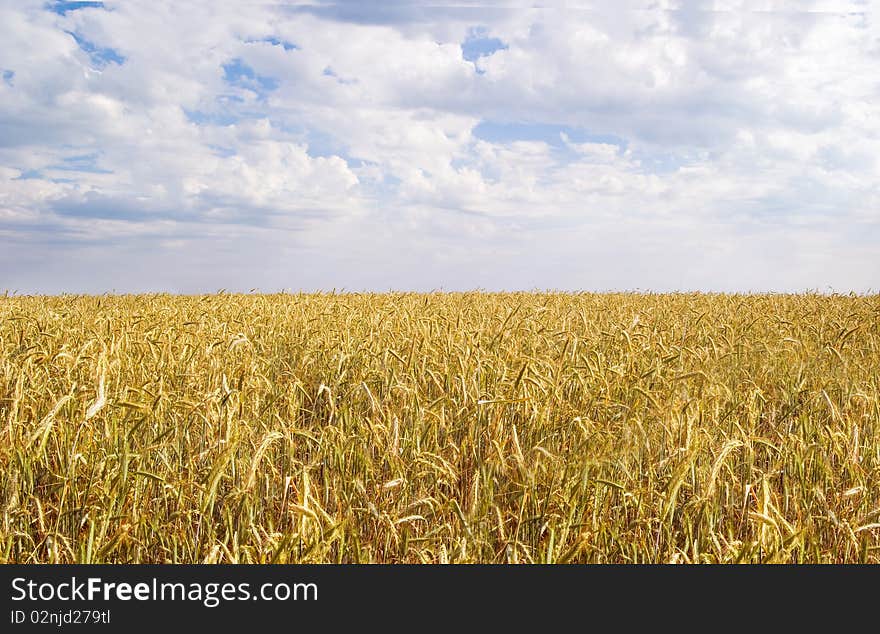 Yellow ripe wheat against blue sky.