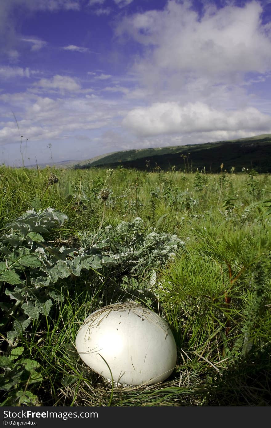 Mushroom in nature