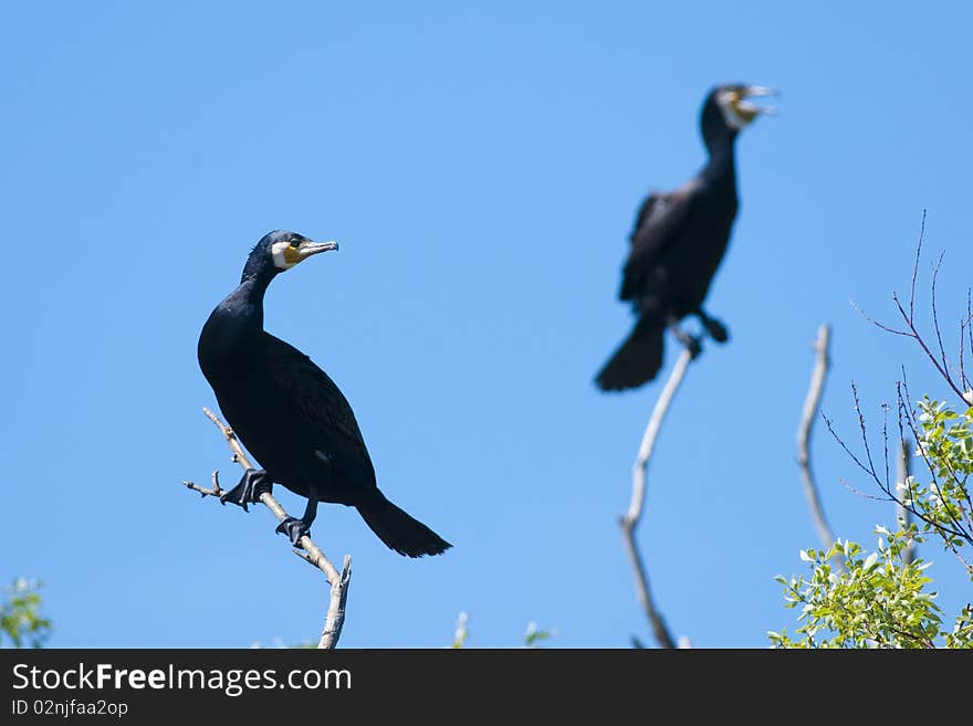 Great Cormorants