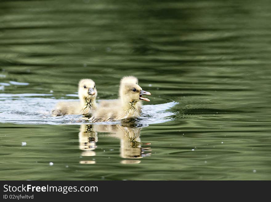 Three Greylag Goose Goslings