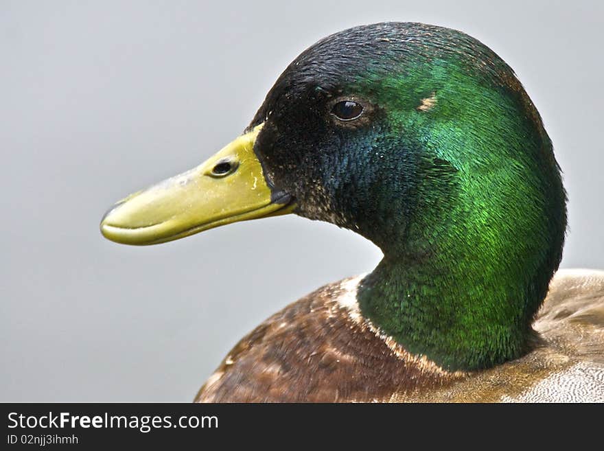 A drakes head close up to the left side of its head.