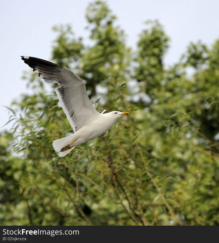 Adult Lesser Black-backed Gull (Larus Fuscus)