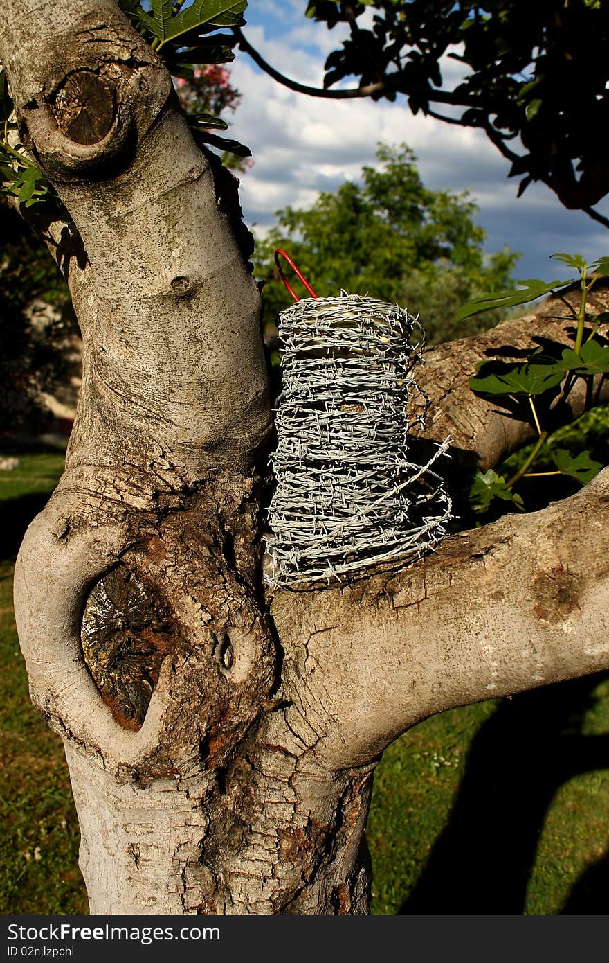 Lamp wire in a fig tree