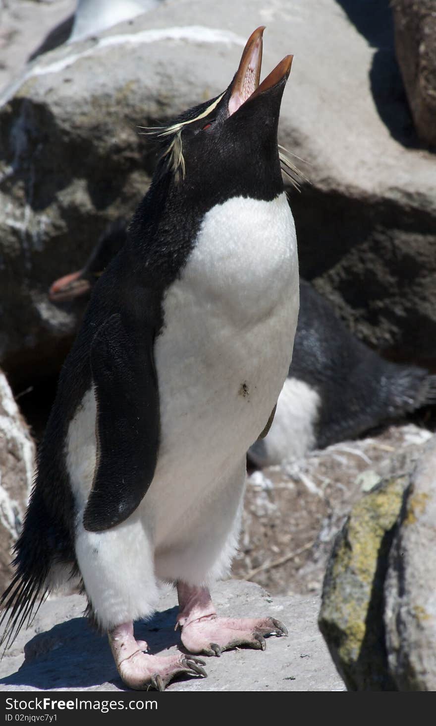 A Southern Rockhopper Penguin nested in the cliffs of West Point in the Falkland Islands