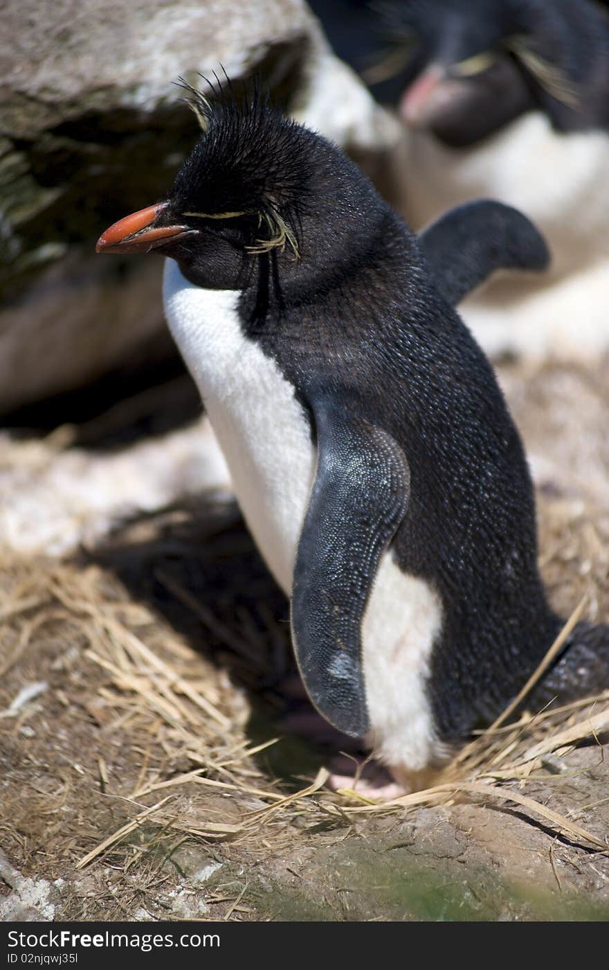 A Southern Rockhopper Penguin nested in the cliffs of West Point in the Falkland Islands