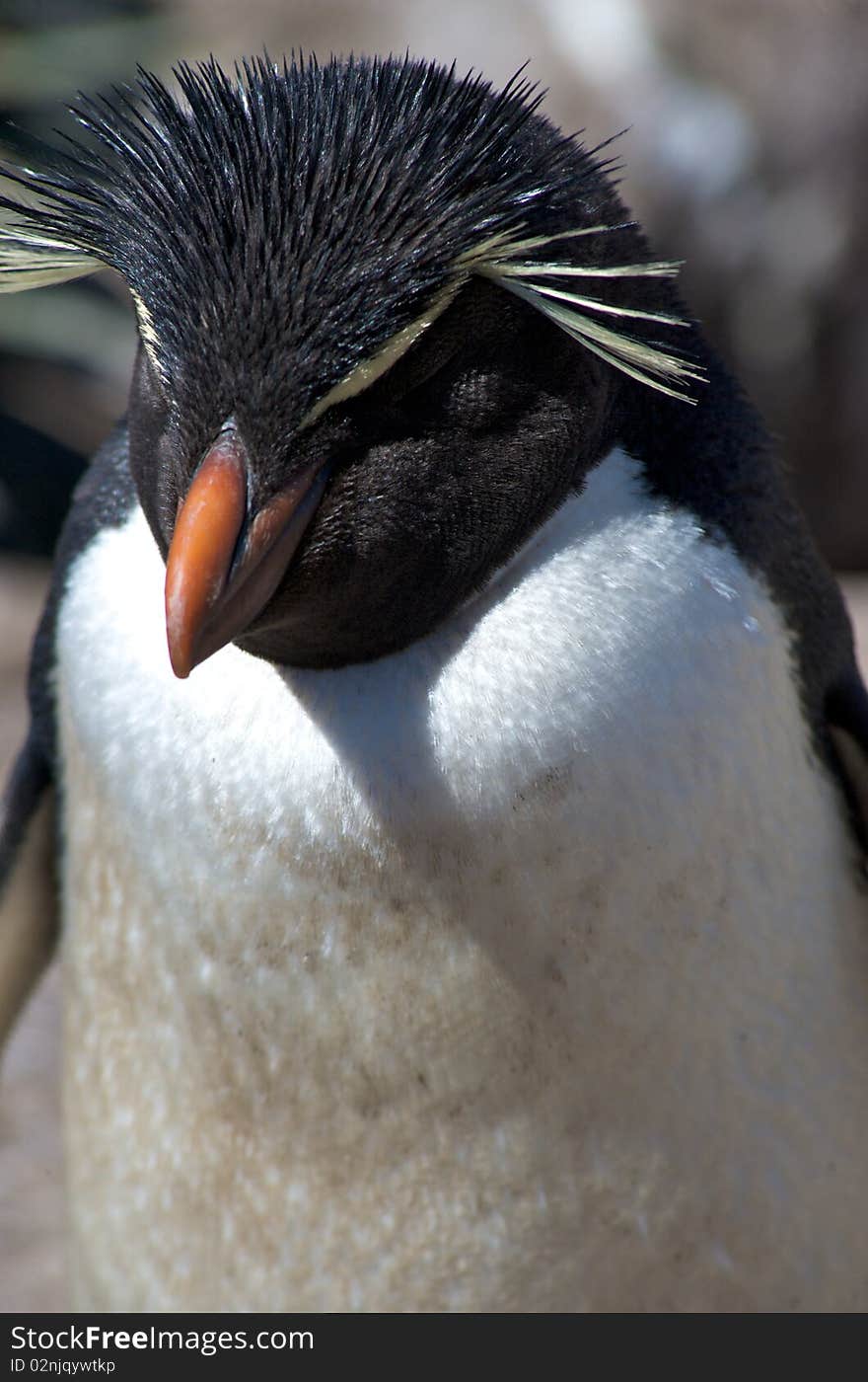 A Southern Rockhopper Penguin nested in the cliffs of West Point in the Falkland Islands