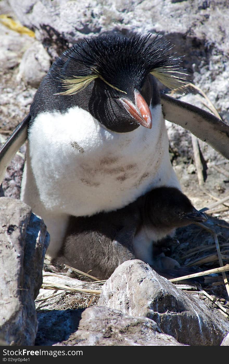 A Southern Rockhopper Penguin nested in the cliffs of West Point in the Falkland Islands