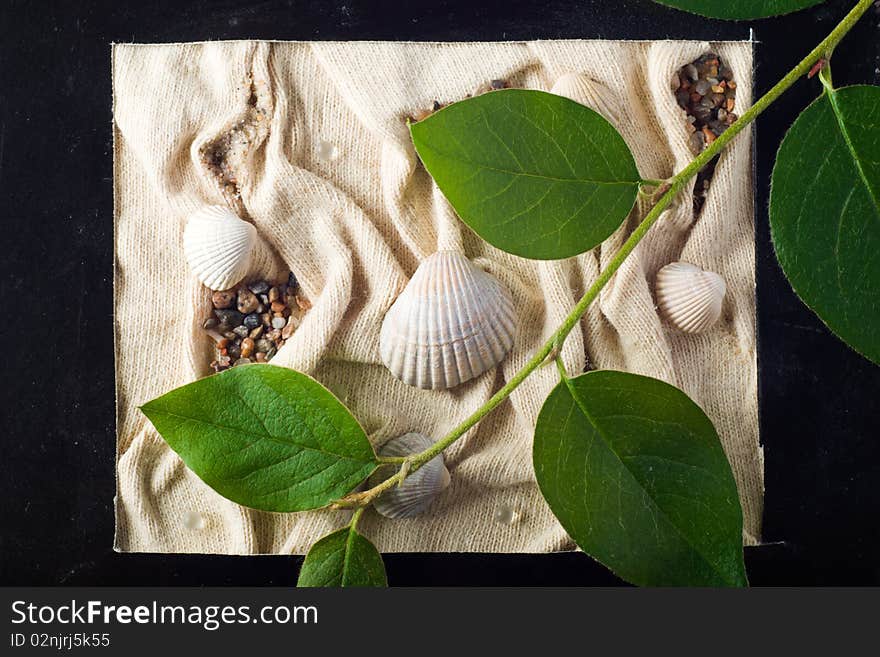 Composition With Sea Shells And Branch