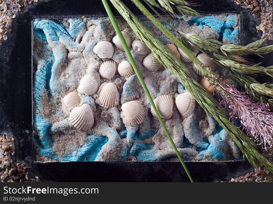 Framed composition with sea shells and bent