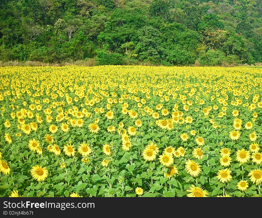 Sunflower field and the hill