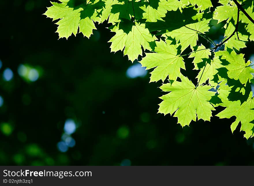 Green maple leaves in city park in the spring afternoon