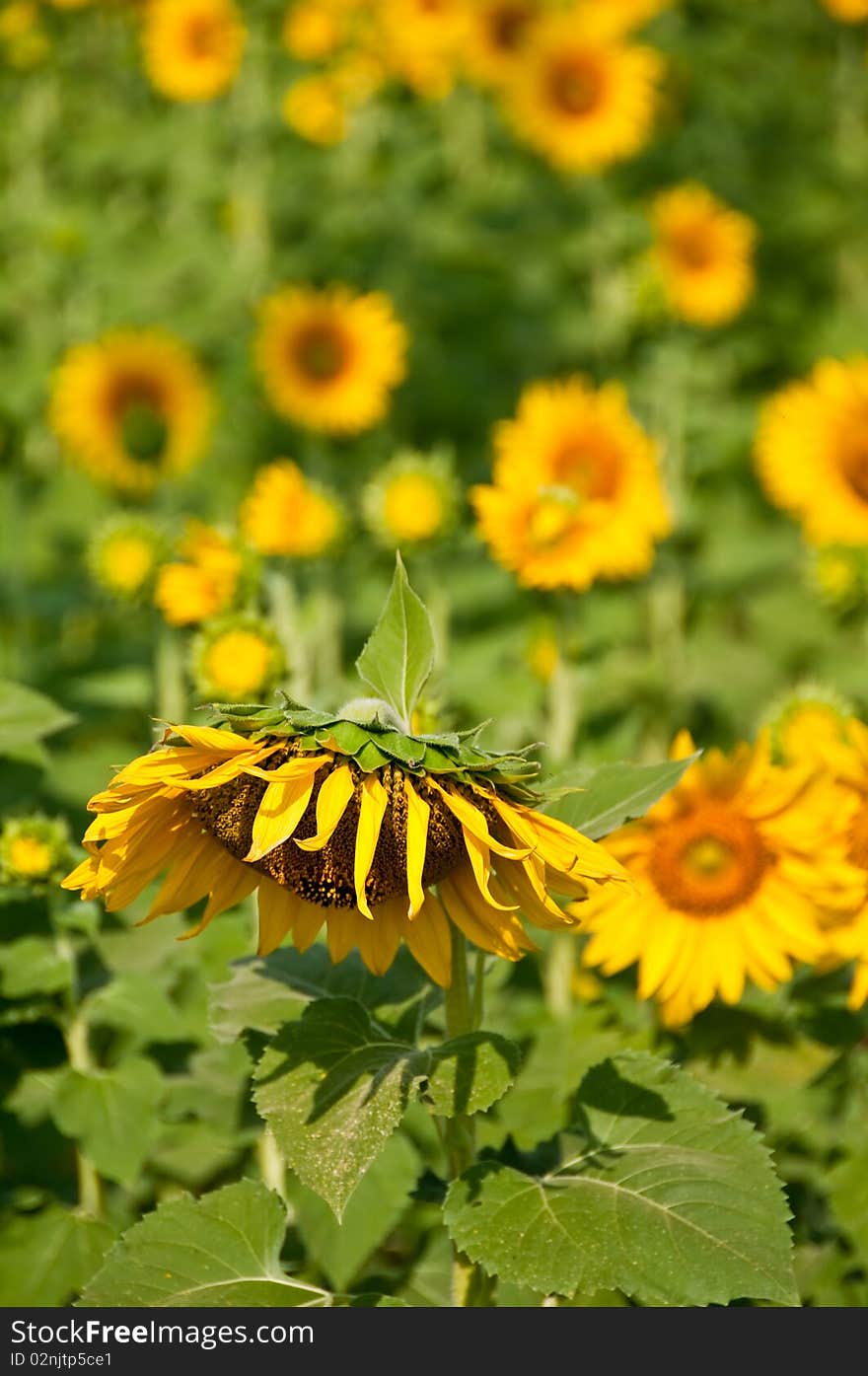 Sunflower or Helianthus annuus was coming to an end of its life. Sunflower or Helianthus annuus was coming to an end of its life.