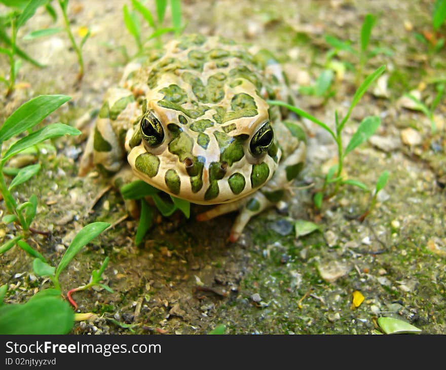 Bright and colorful beautiful toad