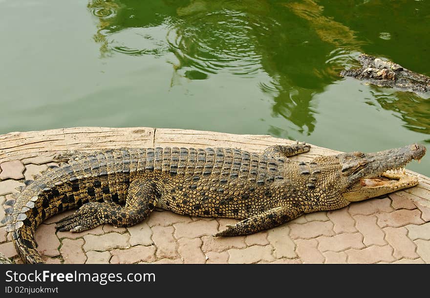 Crocodylidae or crocodile