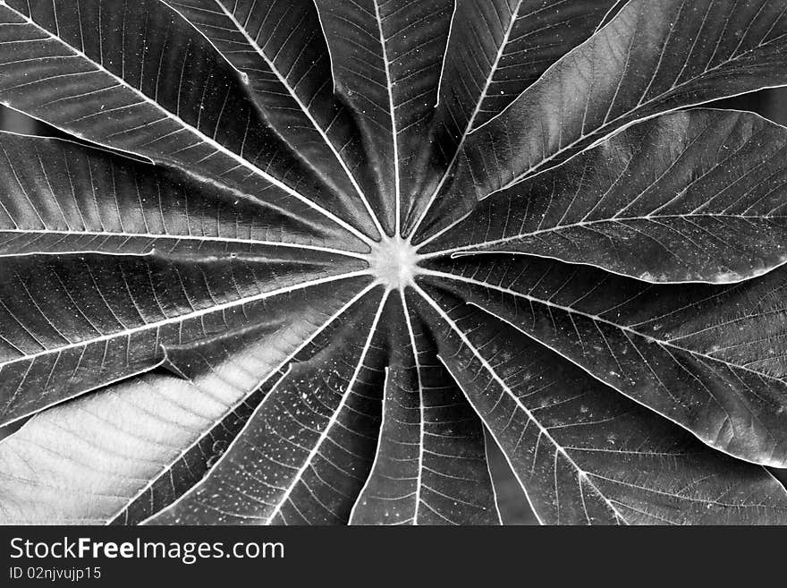 Black and white plant with high contrast and central point