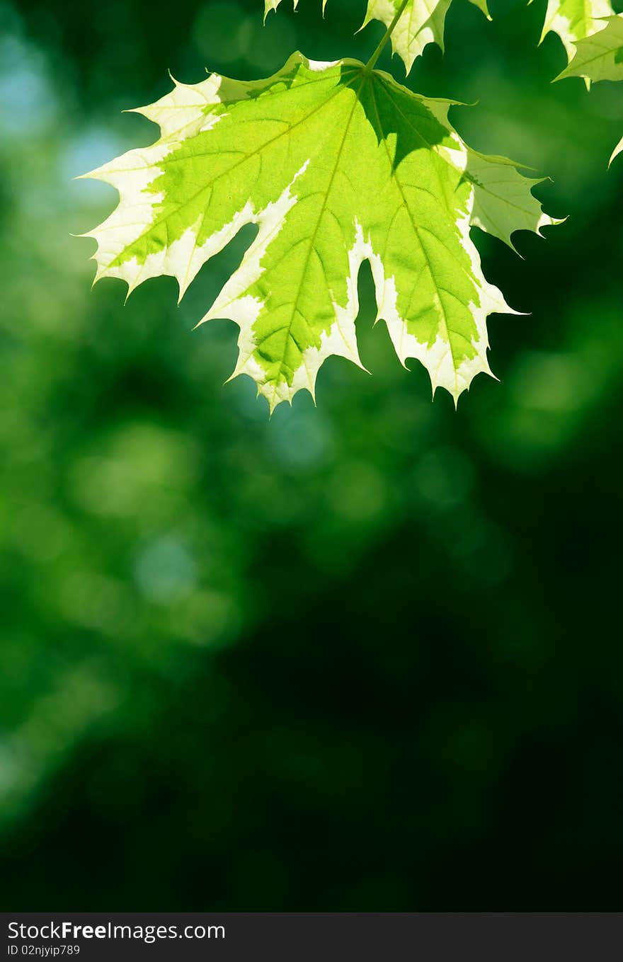 Green maple leaves in city park in the spring afternoon