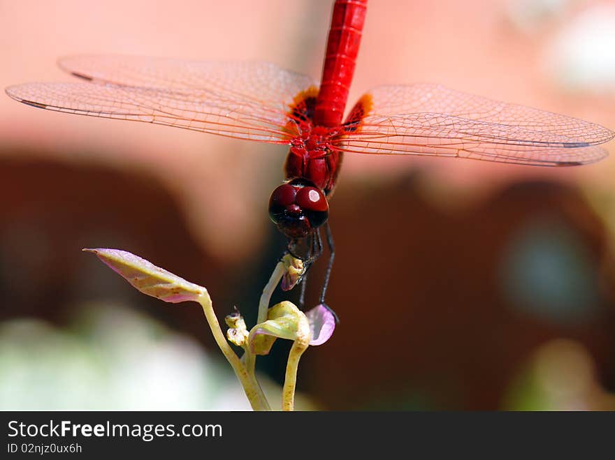 Red dragonfly rest on plant with wing spread