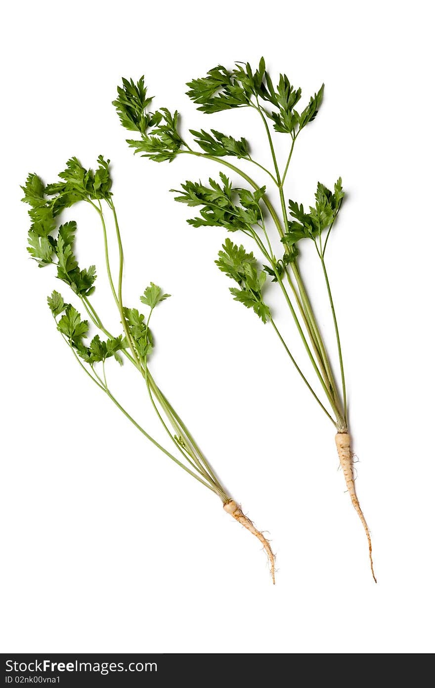 Parsley