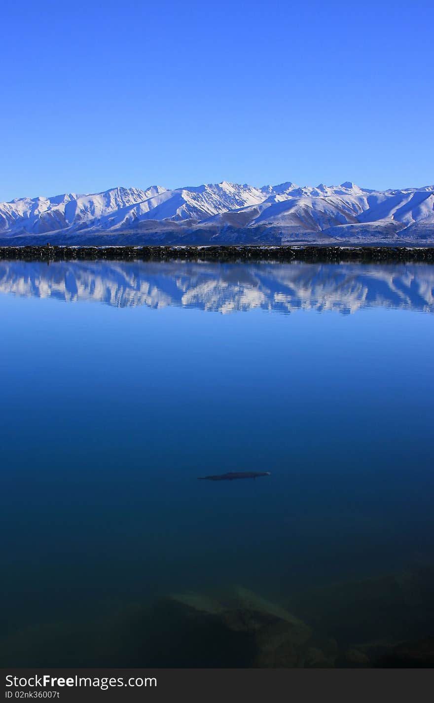 A post-spawning Salmon slowly dies under the outlook of snowy mountains, Mt Cook. A post-spawning Salmon slowly dies under the outlook of snowy mountains, Mt Cook.