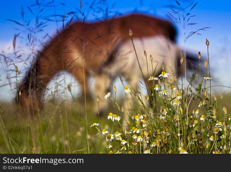 Horses graze in the open.