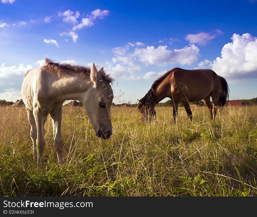 Horses graze in the open.