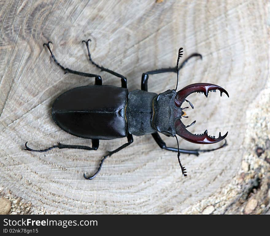 Male stag-beetle on a tree cut close up