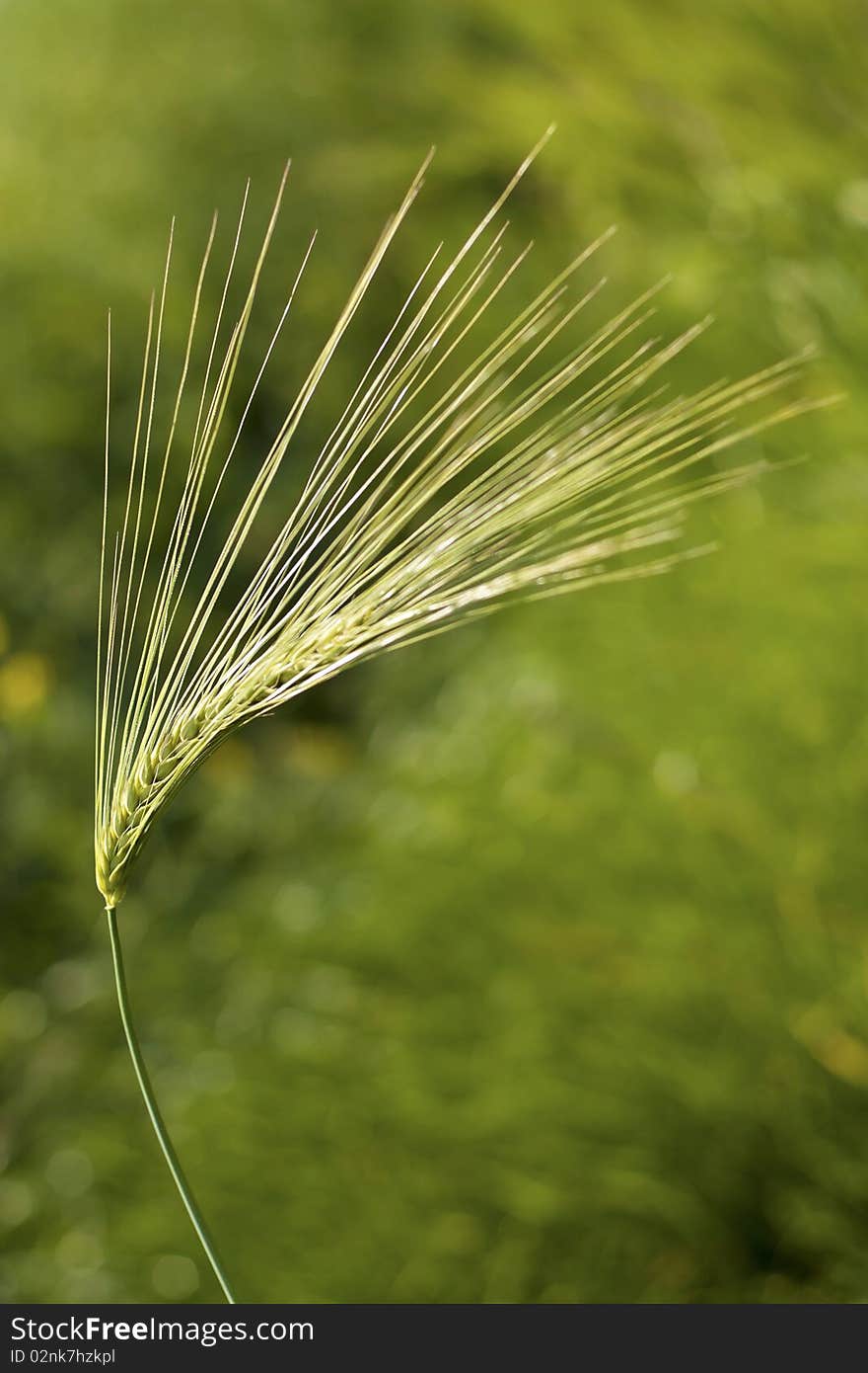 A fiber of wheat in the field.