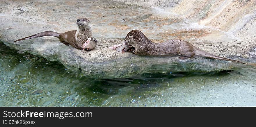 Couple of river otters eating fish. Latin name - Lutra lutra. Couple of river otters eating fish. Latin name - Lutra lutra