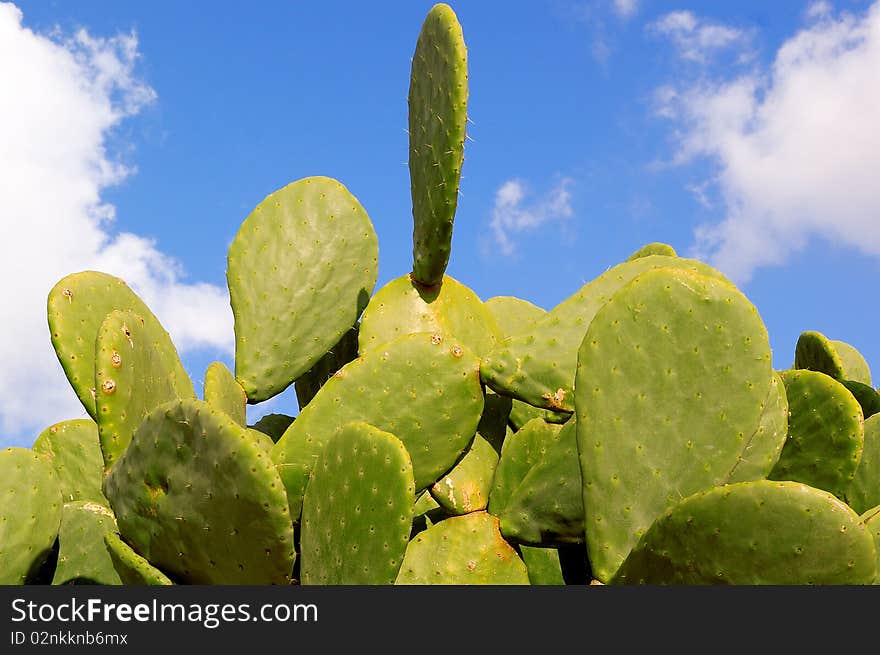 Cactus in the field with cloudy sky background