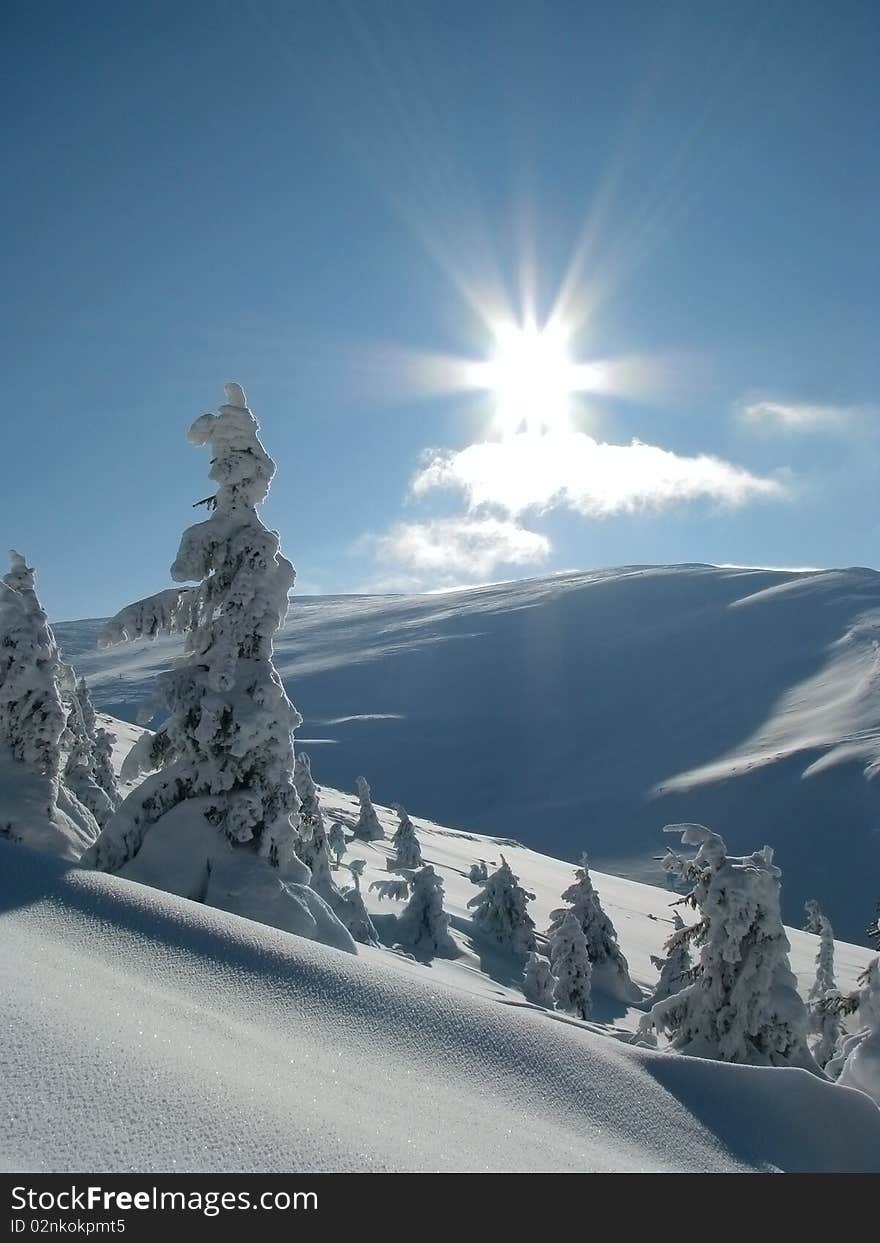 Snowbound firs in the Carpathian Mts. Firry timberline in the winter mountainous. Snowbound firs in the Carpathian Mts. Firry timberline in the winter mountainous.