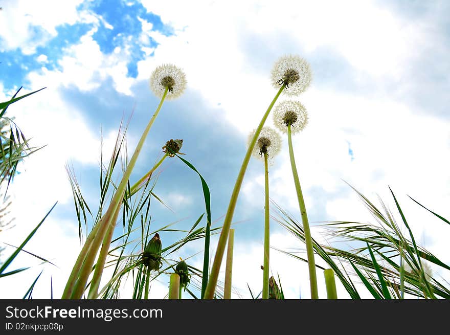 Group of dandelions in the field in spring