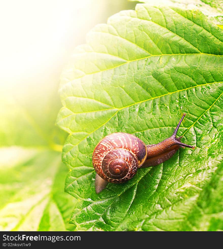 Snail Sitting On Green Leaf