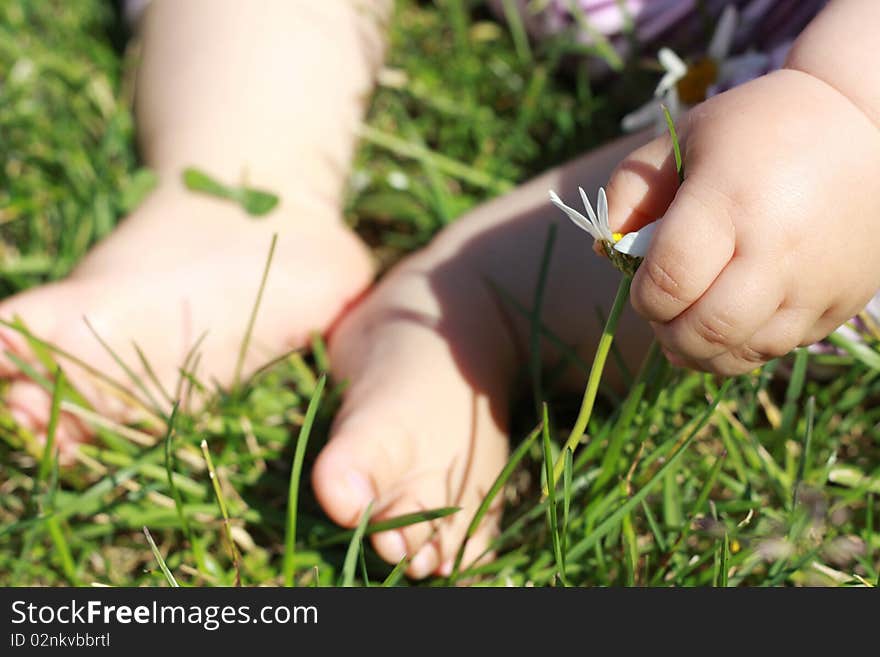 Close up of baby feet and a hand with camomile flower. Close up of baby feet and a hand with camomile flower