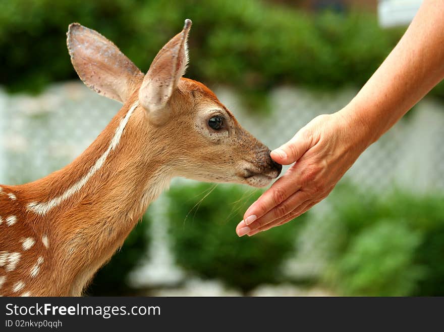 A Young fawn and human hand