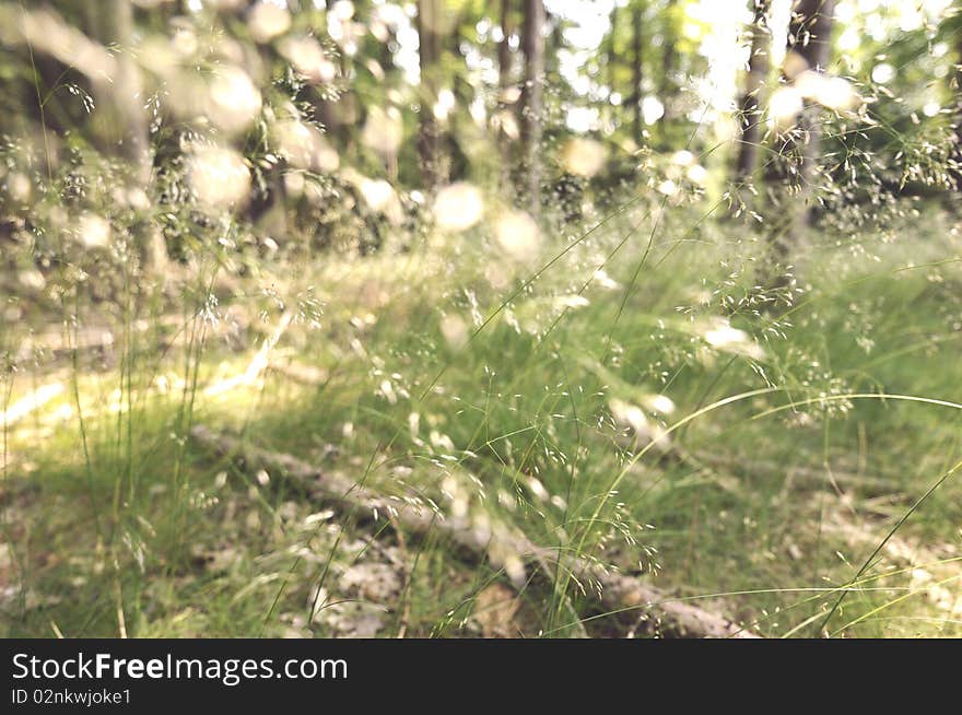 Summer forest, grass and wind