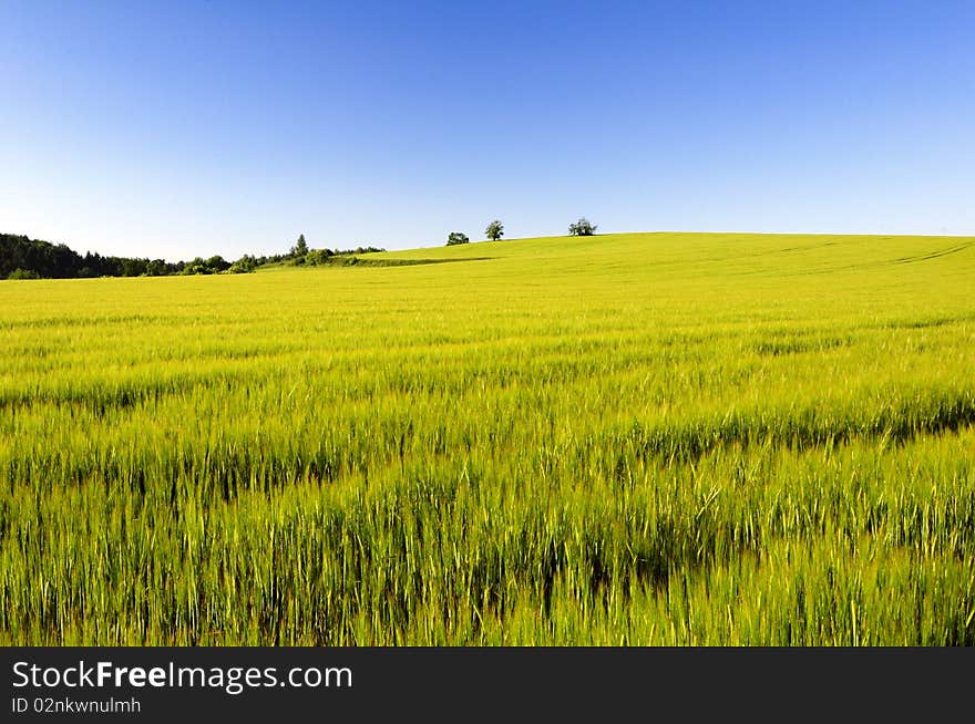 Farmland with green field in summer