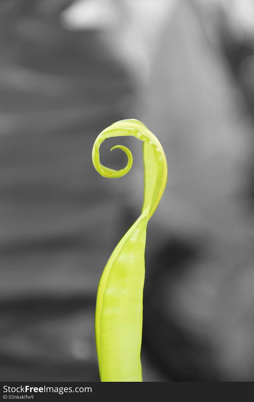 A plant selectively colored from a black and white background. A plant selectively colored from a black and white background.